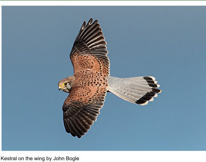 Kestral on the wing by John Bogie