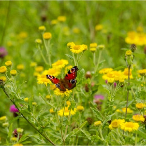 Butterfly on some yellow flowers