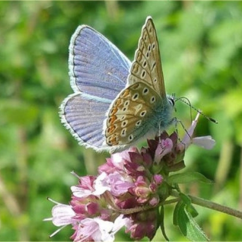 HOW TO ACHIEVE THE BEST GARDEN FOR WILDLIFE