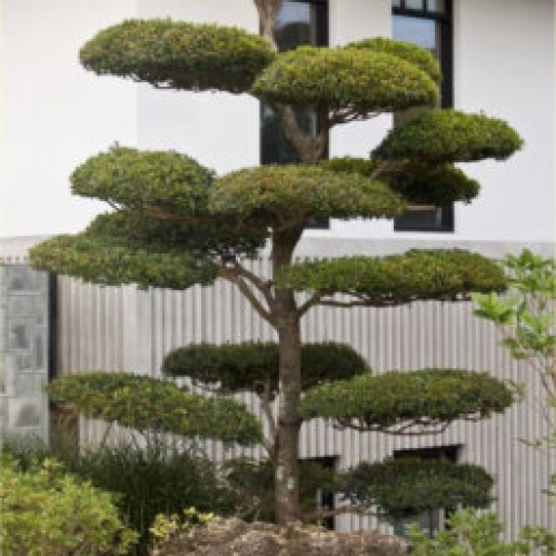 Bonsai Tree