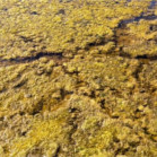 Is it sewage or is it algal bloom?