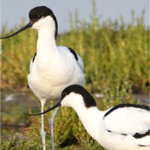 Avocets at the wetlands